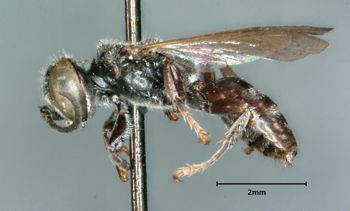 Media type: image;   Entomology 25699 Aspect: habitus lateral view